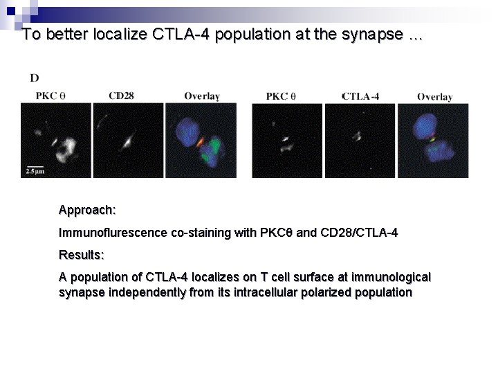 To better localize CTLA-4 population at the synapse … Approach: Immunoflurescence co-staining with PKCθ