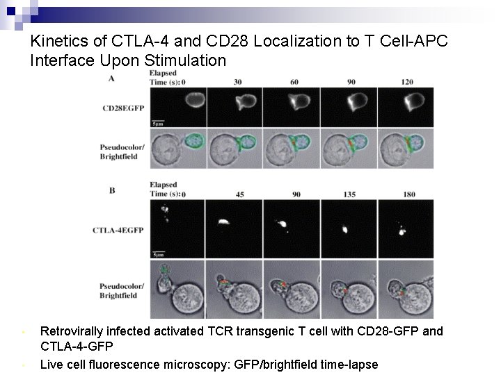 Kinetics of CTLA-4 and CD 28 Localization to T Cell-APC Interface Upon Stimulation •