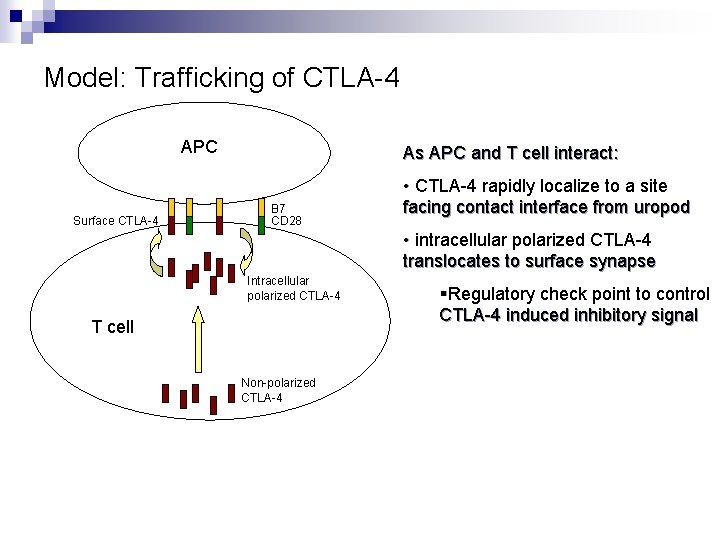 Model: Trafficking of CTLA-4 APC Surface CTLA-4 As APC and T cell interact: B