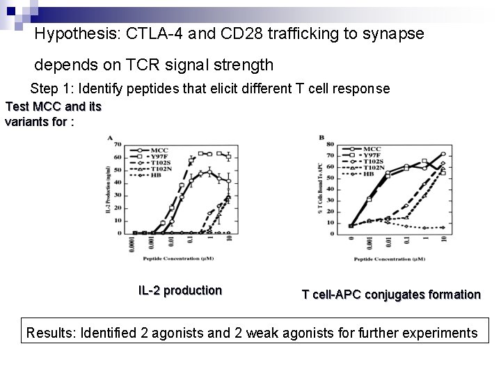 Hypothesis: CTLA-4 and CD 28 trafficking to synapse depends on TCR signal strength Step