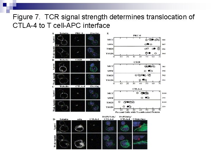 Figure 7. TCR signal strength determines translocation of CTLA-4 to T cell-APC interface 