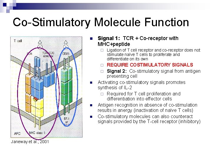 Co-Stimulatory Molecule Function n Signal 1: TCR + Co-receptor with MHC+peptide ¨ REQUIRE COSTIMULATORY