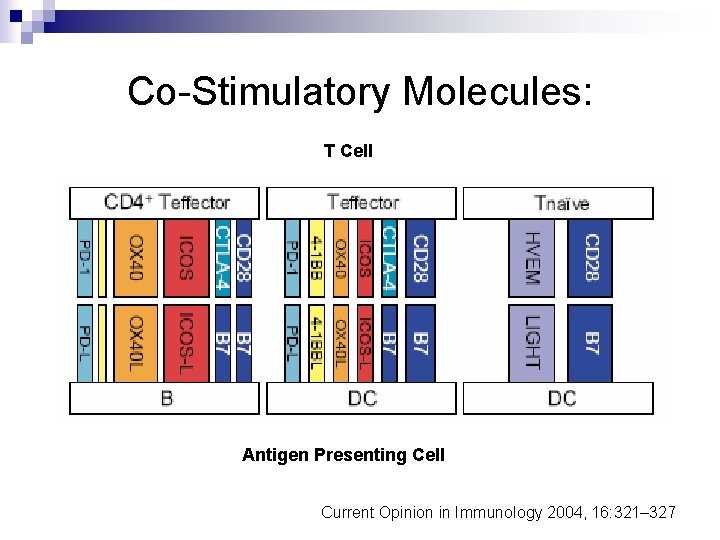 Co-Stimulatory Molecules: T Cell Antigen Presenting Cell Current Opinion in Immunology 2004, 16: 321–