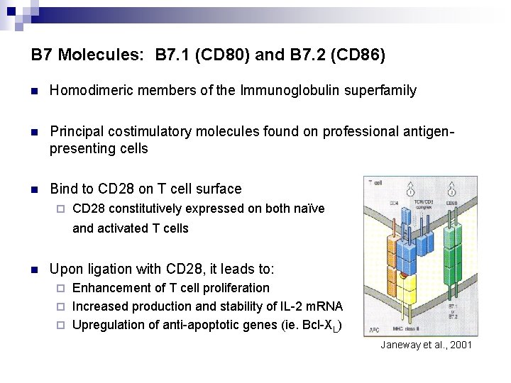 B 7 Molecules: B 7. 1 (CD 80) and B 7. 2 (CD 86)