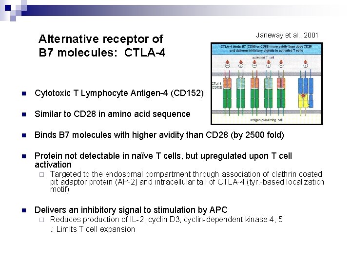 Alternative receptor of B 7 molecules: CTLA-4 Janeway et al. , 2001 n Cytotoxic