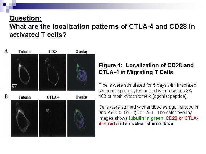 Question: What are the localization patterns of CTLA-4 and CD 28 in activated T