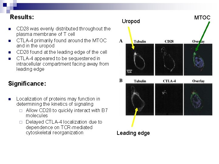 Results: n n Uropod CD 28 was evenly distributed throughout the plasma membrane of