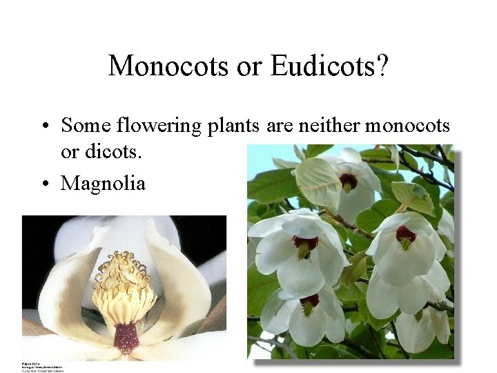 Monocots or Eudicots? • Some flowering plants are neither monocots or dicots. • Magnolia