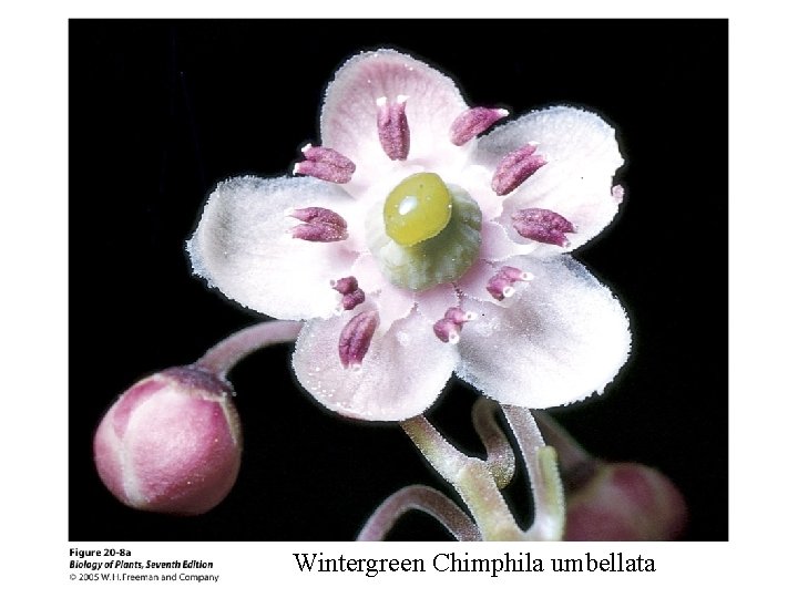 Wintergreen Chimphila umbellata 