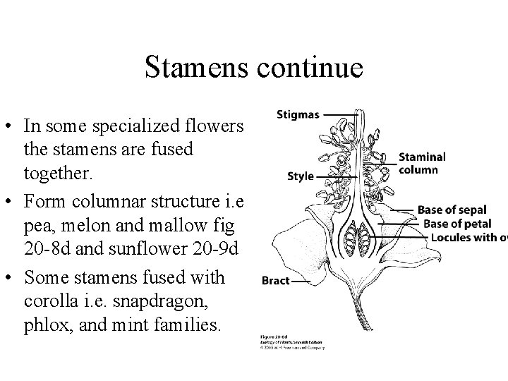 Stamens continue • In some specialized flowers the stamens are fused together. • Form