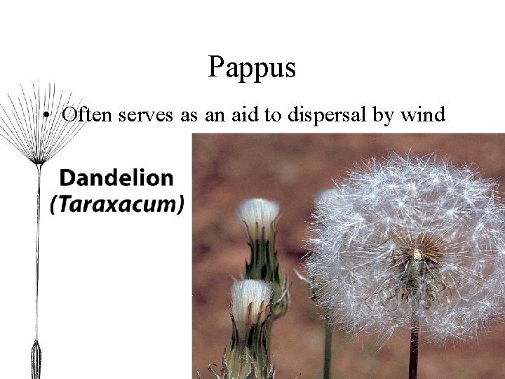 Pappus • Often serves as an aid to dispersal by wind 