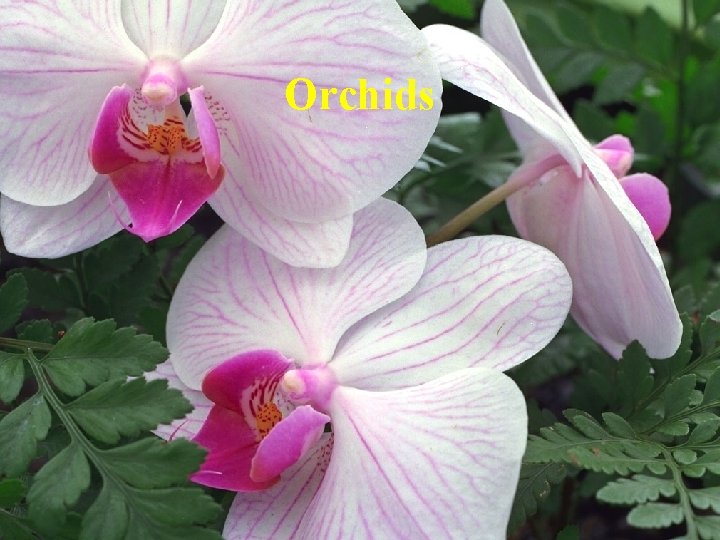 Orchids 