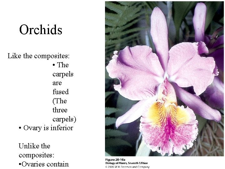 Orchids Like the composites: • The carpels are fused (The three carpels) • Ovary
