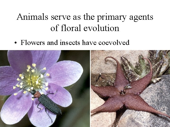 Animals serve as the primary agents of floral evolution • Flowers and insects have