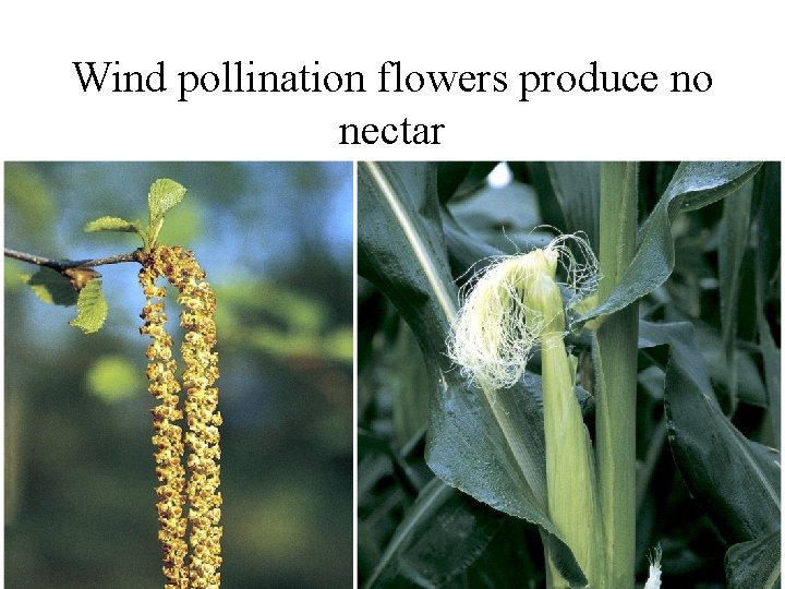Wind pollination flowers produce no nectar 