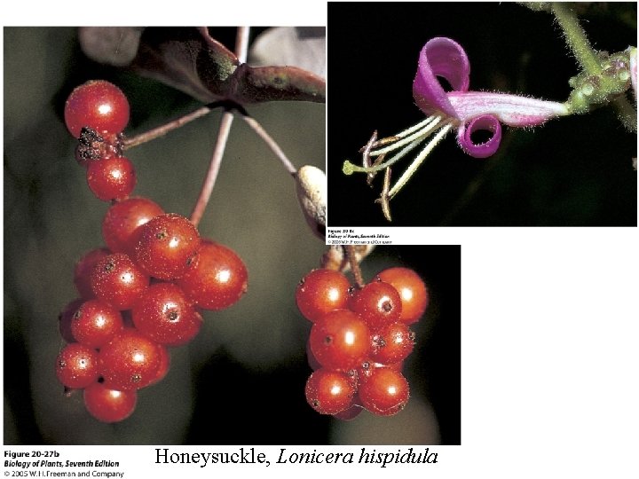 Honeysuckle, Lonicera hispidula 