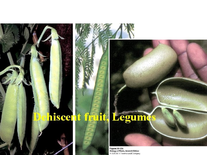 Dehiscent fruit, Legumes 