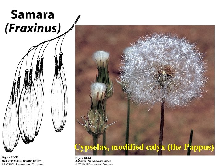 Cypselas, modified calyx (the Pappus) 