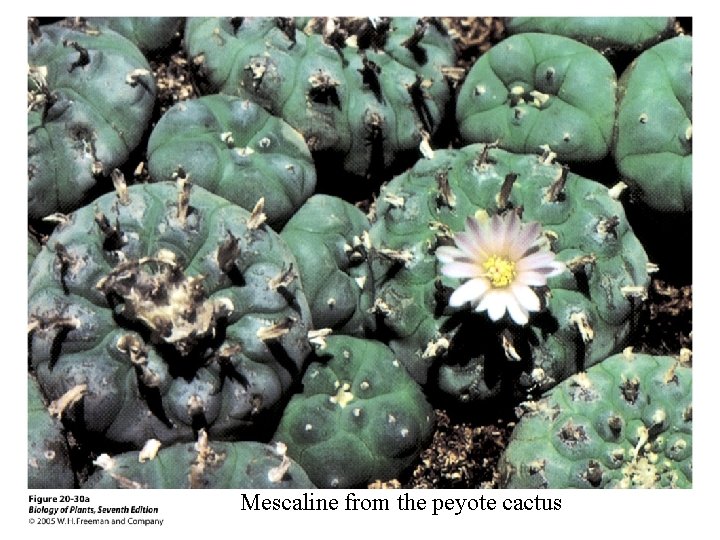 Mescaline from the peyote cactus 