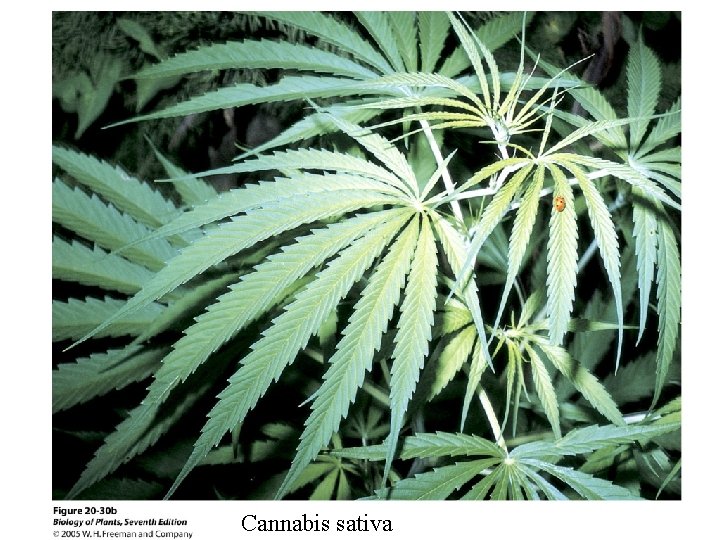 Cannabis sativa 
