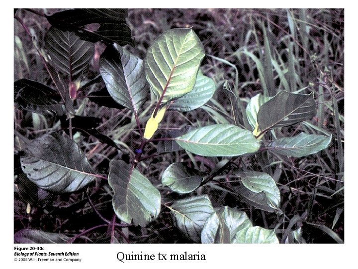 Quinine tx malaria 
