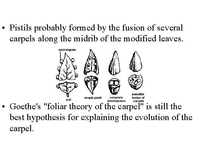 • Pistils probably formed by the fusion of several carpels along the midrib