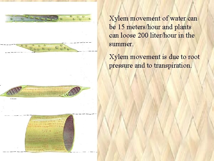 Xylem movement of water can be 15 meters/hour and plants can loose 200 liter/hour Xylem movement of water can be 15 meters/hour and plants can loose 200 liter/hour