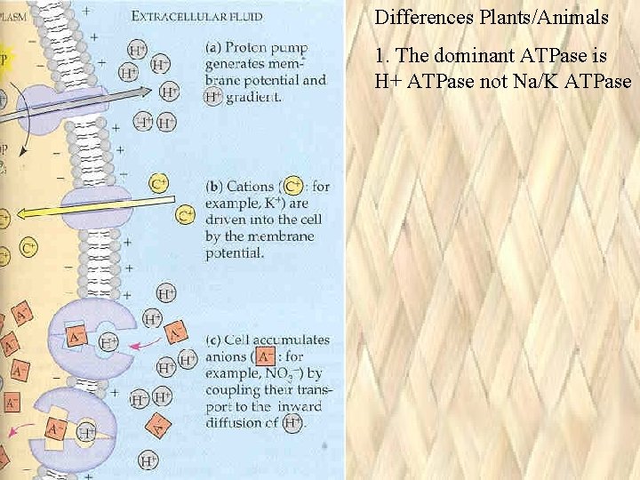 Differences Plants/Animals 1. The dominant ATPase is H+ ATPase not Na/K ATPase Differences Plants/Animals 1. The dominant ATPase is H+ ATPase not Na/K ATPase