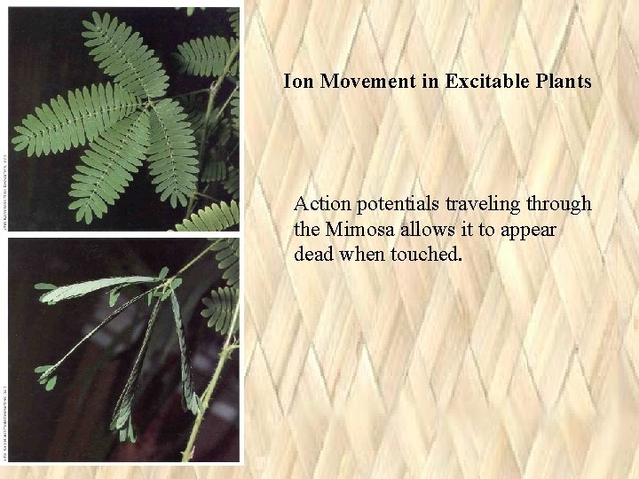 Ion Movement in Excitable Plants Action potentials traveling through the Mimosa allows it to Ion Movement in Excitable Plants Action potentials traveling through the Mimosa allows it to
