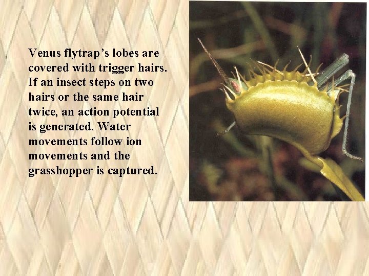Venus flytrap’s lobes are covered with trigger hairs. If an insect steps on two Venus flytrap’s lobes are covered with trigger hairs. If an insect steps on two
