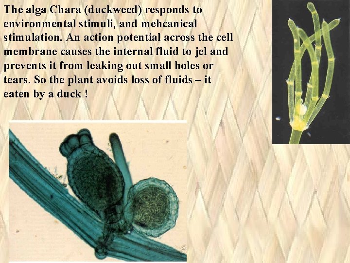 The alga Chara (duckweed) responds to environmental stimuli, and mehcanical stimulation. An action potential The alga Chara (duckweed) responds to environmental stimuli, and mehcanical stimulation. An action potential