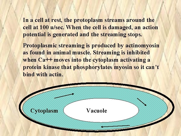 In a cell at rest, the protoplasm streams around the cell at 100 u/sec. In a cell at rest, the protoplasm streams around the cell at 100 u/sec.