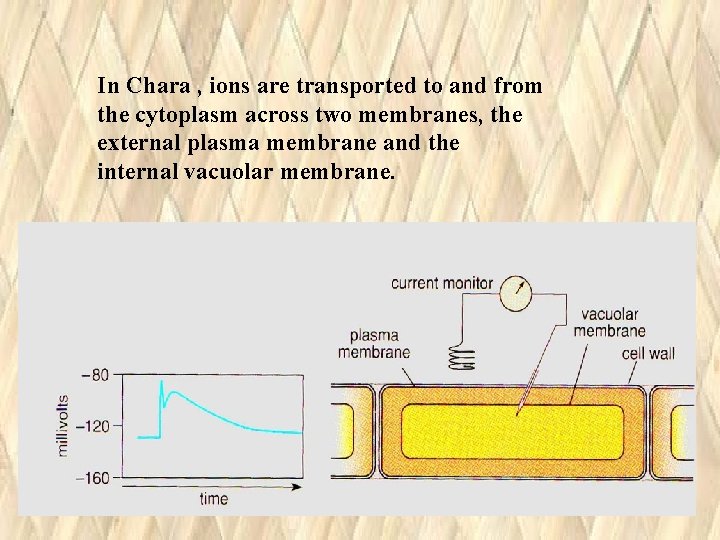 In Chara , ions are transported to and from the cytoplasm across two membranes, In Chara , ions are transported to and from the cytoplasm across two membranes,