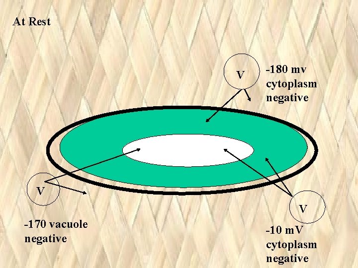 At Rest V -180 mv cytoplasm negative V V -170 vacuole negative -10 m. At Rest V -180 mv cytoplasm negative V V -170 vacuole negative -10 m.