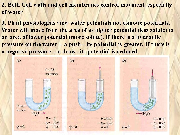 2. Both Cell walls and cell membranes control movment, especially of water 3. Plant 2. Both Cell walls and cell membranes control movment, especially of water 3. Plant