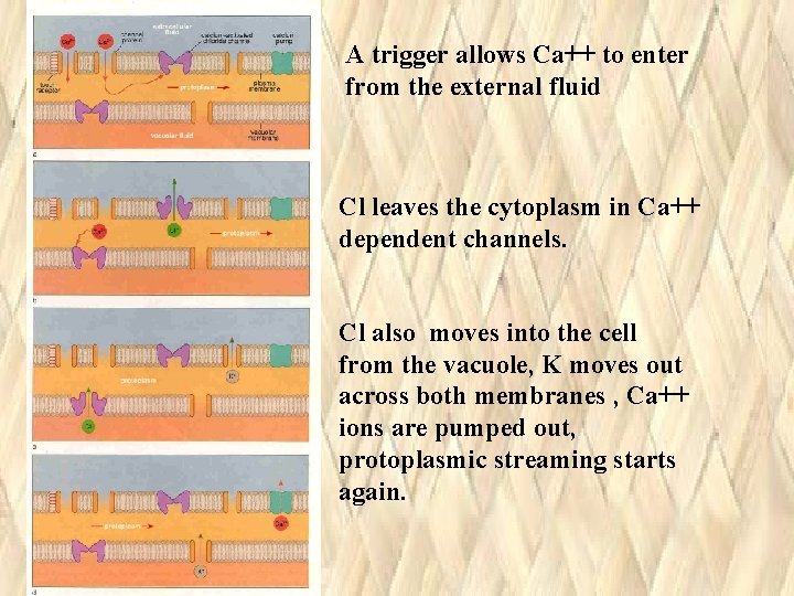 A trigger allows Ca++ to enter from the external fluid Cl leaves the cytoplasm A trigger allows Ca++ to enter from the external fluid Cl leaves the cytoplasm