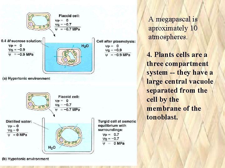 A megapascal is aproximately 10 atmospheres. 4. Plants cells are a three compartment system A megapascal is aproximately 10 atmospheres. 4. Plants cells are a three compartment system