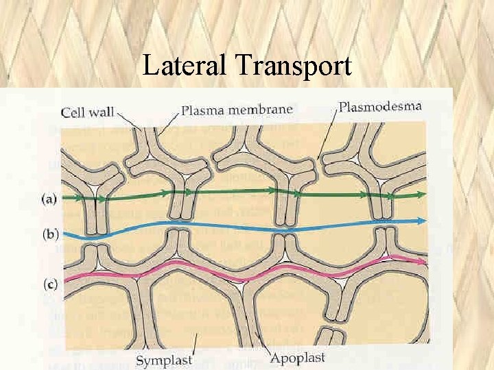 Lateral Transport Lateral Transport