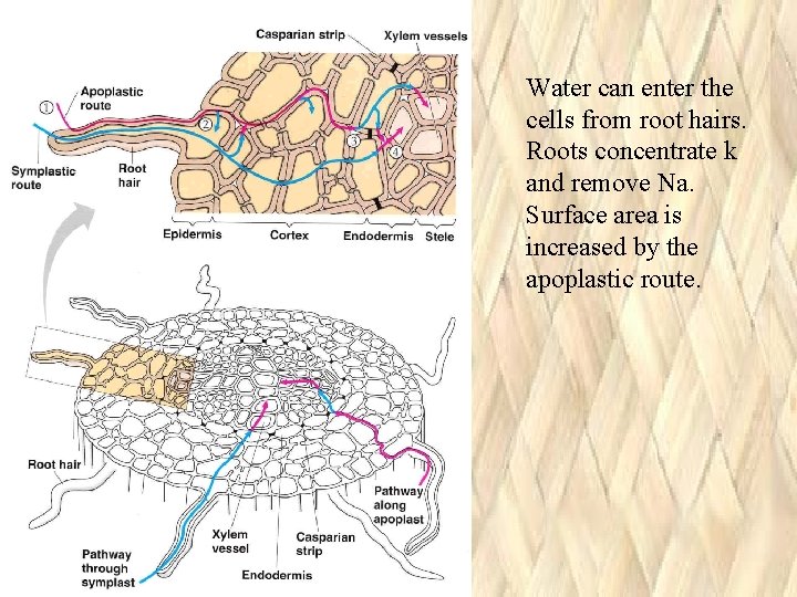 Water can enter the cells from root hairs. Roots concentrate k and remove Na. Water can enter the cells from root hairs. Roots concentrate k and remove Na.
