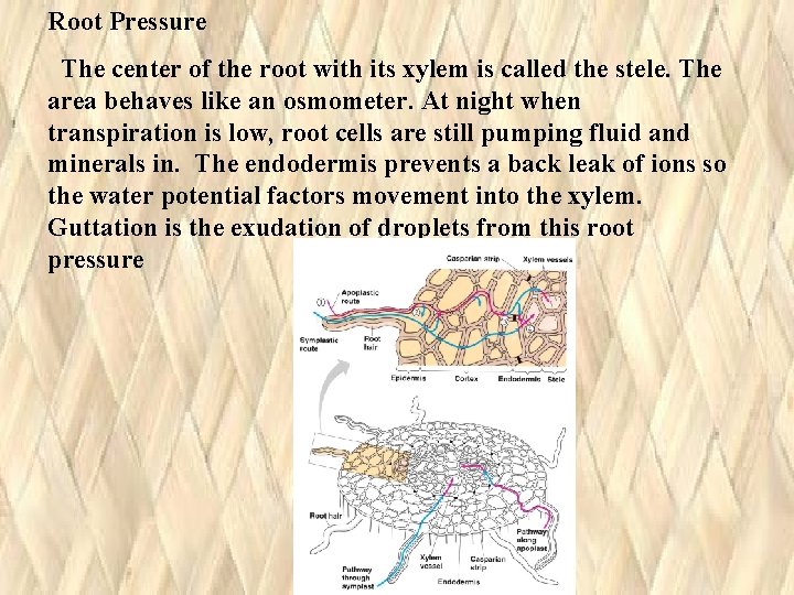 Root Pressure The center of the root with its xylem is called the stele. Root Pressure The center of the root with its xylem is called the stele.
