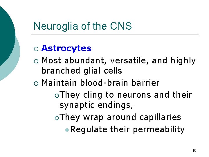 Neuroglia of the CNS Astrocytes ¡ Most abundant, versatile, and highly branched glial cells