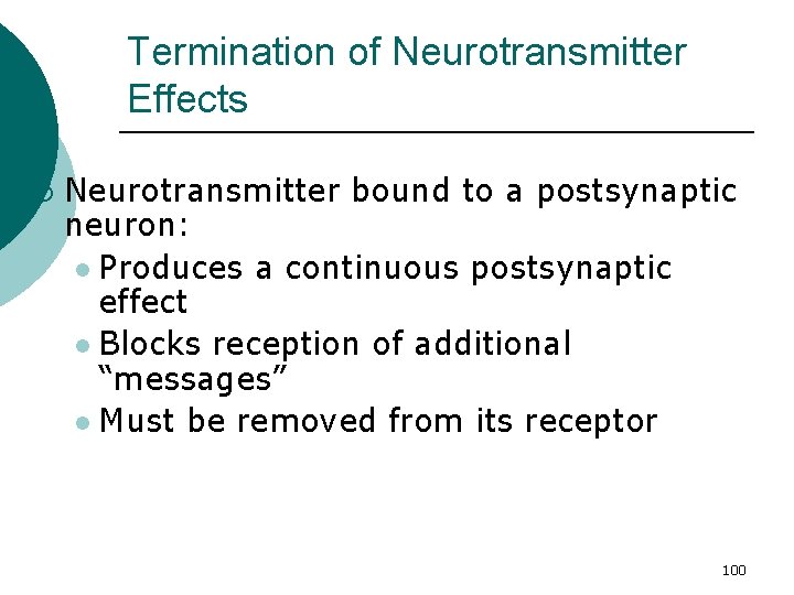 Termination of Neurotransmitter Effects ¡ Neurotransmitter bound to a postsynaptic neuron: l Produces a