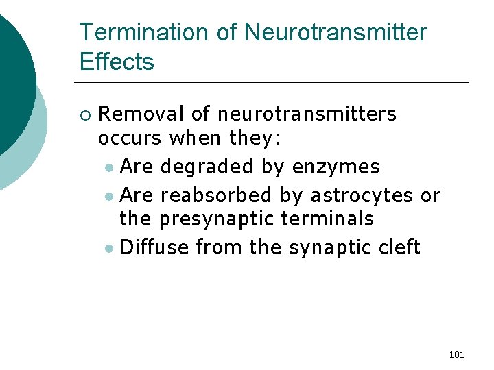 Termination of Neurotransmitter Effects ¡ Removal of neurotransmitters occurs when they: l Are degraded