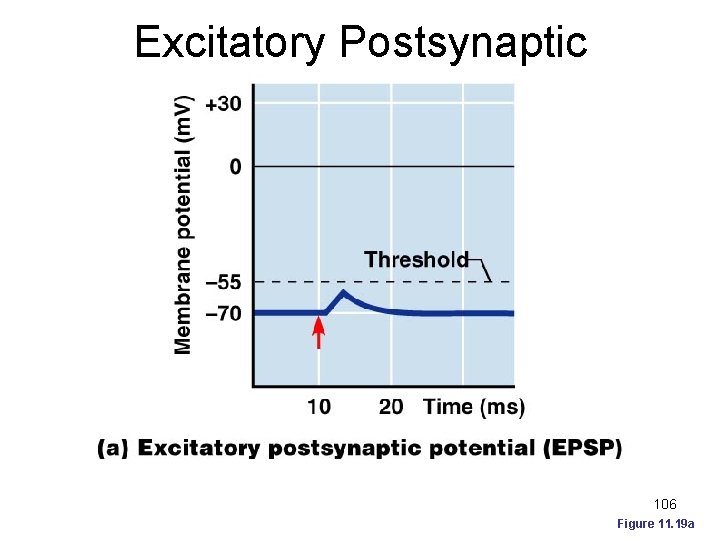 Excitatory Postsynaptic Potential (EPSP) 106 Figure 11. 19 a 