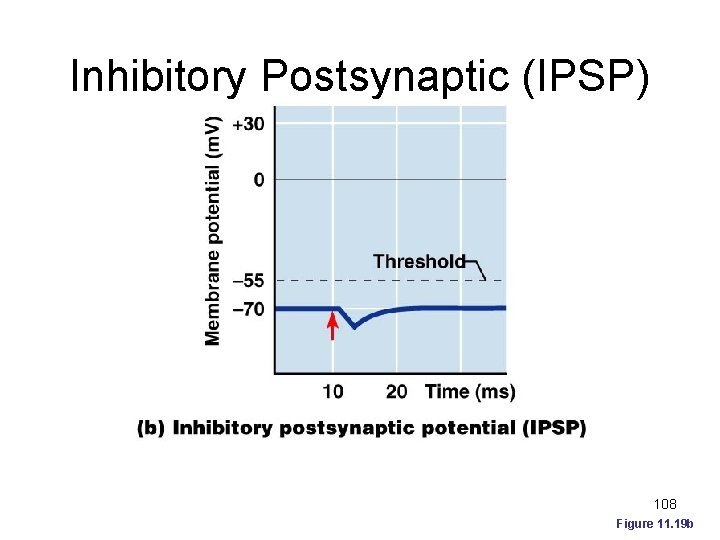 Inhibitory Postsynaptic (IPSP) 108 Figure 11. 19 b 