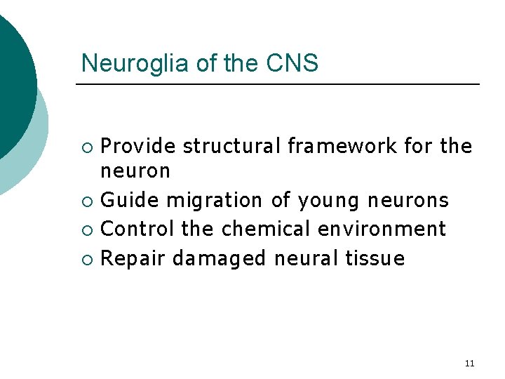 Neuroglia of the CNS Provide structural framework for the neuron ¡ Guide migration of