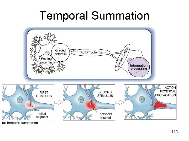 Temporal Summation 110 