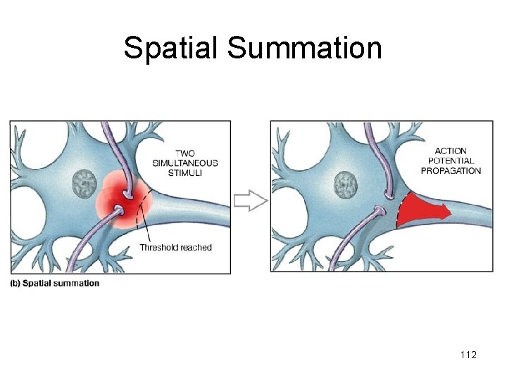 Spatial Summation 112 