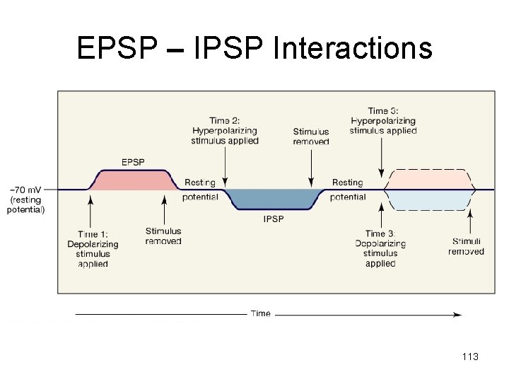 EPSP – IPSP Interactions 113 