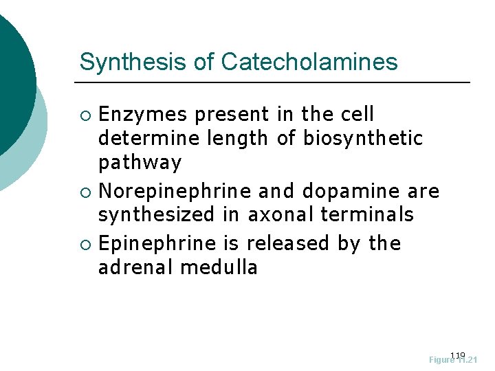 Synthesis of Catecholamines Enzymes present in the cell determine length of biosynthetic pathway ¡
